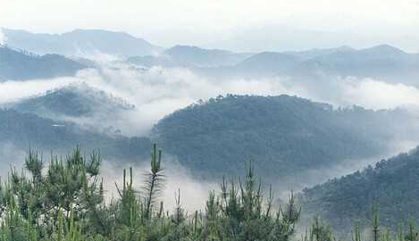 剛升級國家級自然保護(hù)區(qū)大田頂被惡意砍伐 林業(yè)部對此不重視